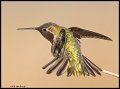 _5SB0339 annas hummingbird